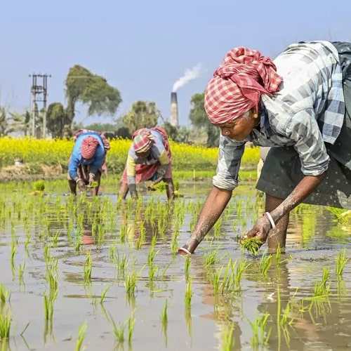 From farmers’ fields to our daily lives: How Parali is weaving a sustainable future