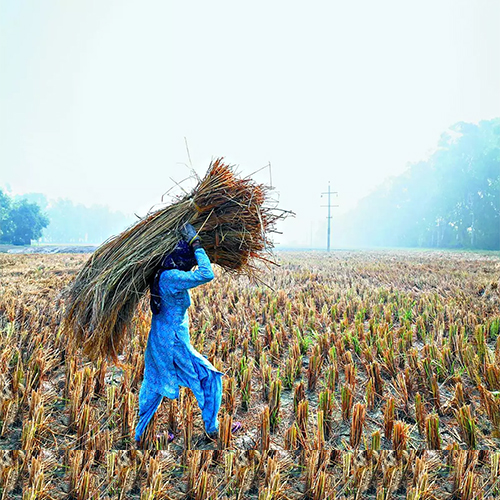 Turning stubble into solution: The road to sustainable farming in India