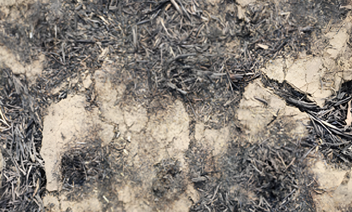Soil After Burning