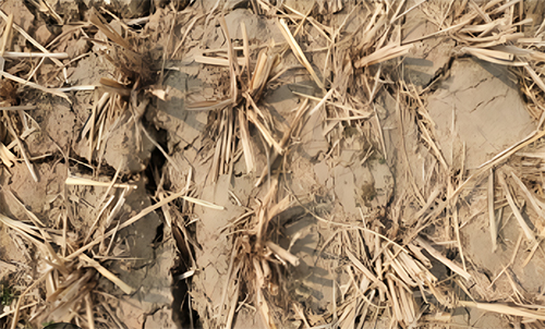 Soil Before Burning